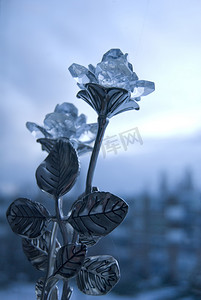 蓝色冰丝摄影照片_冬季玫瑰