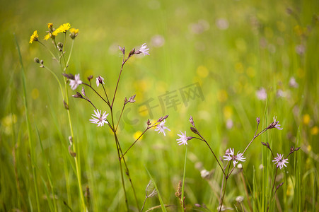 矢车菊，俗称矢车菊花。