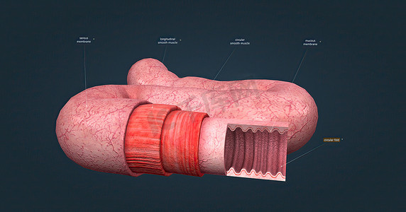 上皮组织摄影照片_人体肠道具有吸收消化产物的功能，并具有执行此功能的特殊结构。