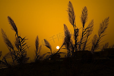 橙色的夕阳和黑色的植物剪影