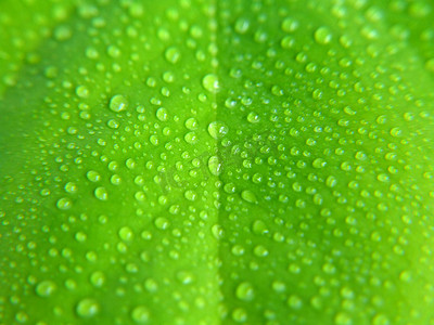 水滴符号摄影照片_绿叶上的水滴