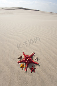 黄沙滩上的海星 黄沙滩上的海星
