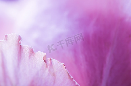 抽象花卉背景，粉红色的玫瑰花瓣，柔和的焦点。