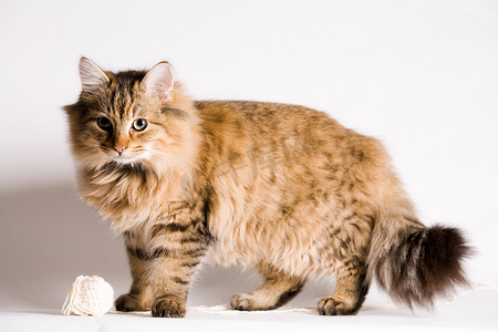 动物可爱猫咪摄影照片_站着的可爱猫咪