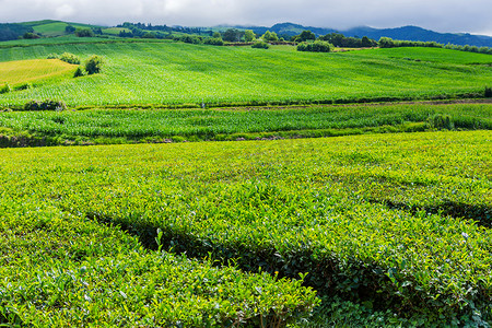 茶厂 Cha Gorreana