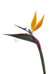 植物b摄影照片_天堂鸟花 (Strelitzia reginae) 上白色 b 孤立