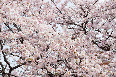 樱花季摄影照片_柔和焦点的樱花，韩国的樱花季，背景