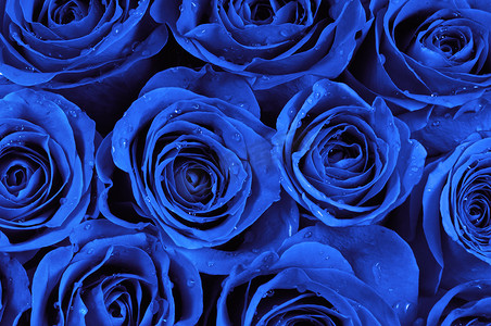 蓝色花束摄影照片_蓝玫瑰