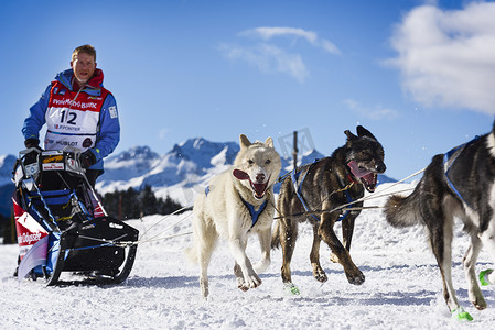 拉雪橇的狗狗摄影照片_参加速度赛的雪橇犬