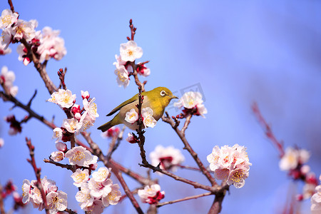 盛开的梅花摄影照片_日本杏树枝上的目白
