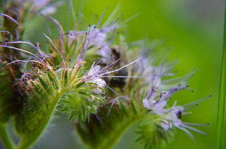 辽宁丹顶鹤视频摄影照片_phacelia 花 tanacetifolia 和卑微的蜜蜂的特写镜头收集花蜜