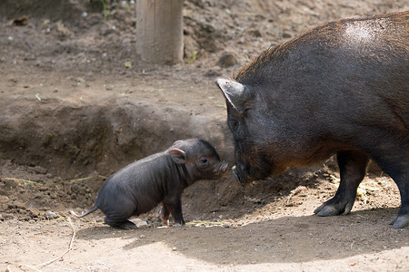 猪可爱动物摄影照片_大肚猪和仔猪