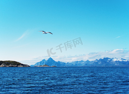 挪威海上空的海鸥