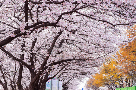 樱花节摄影照片_韩国首尔樱花节。
