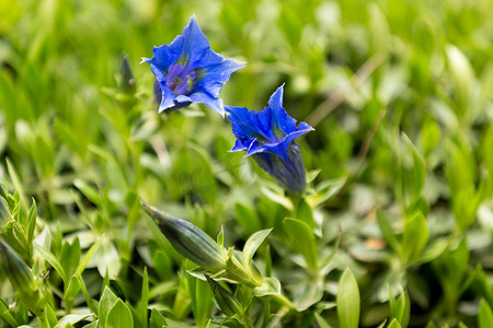 蓝绿色摄影照片_喇叭龙胆蓝春花在花园里