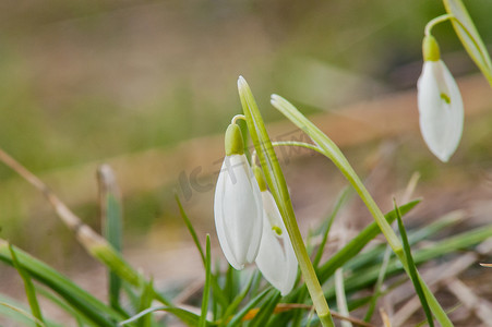 报春花花雪花莲