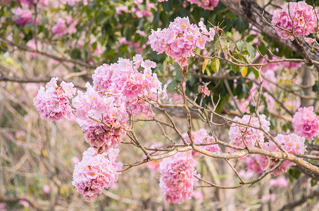 粉红喇叭 (tabebuia) 树花盛开。
