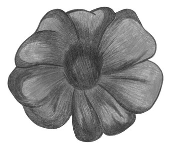 手绘黑白万寿菊在白色背景下被隔离。