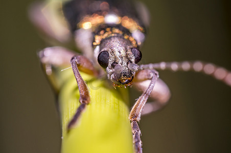 浓情端午发光摄影照片_草叶上闪闪发光的小甲虫