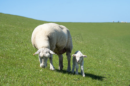 绵羊养殖，Pellworm，北弗里西亚，德国