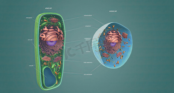 植物和动物细胞的结构