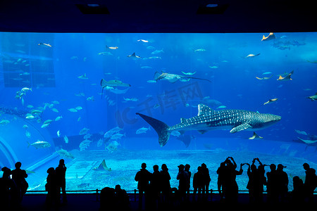 人形亚克力立牌摄影照片_冲绳水族馆