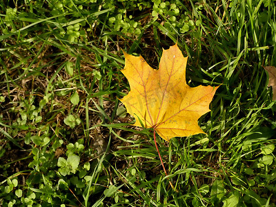 草地上秋天的彩色枫叶