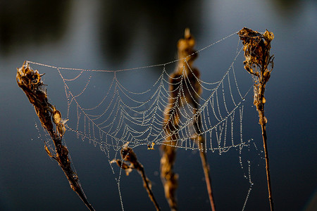 一张蜘蛛网，清晨有一些水滴。