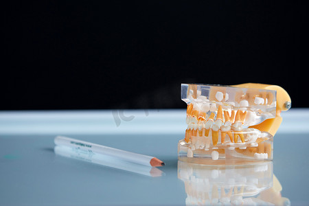 牙科牙齿 3d 下巴透明模型
