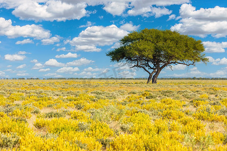 盛开的卡拉哈里沙漠南非原野