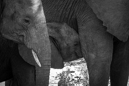 吮吸摄影照片_吮吸黑白相间的小象。
