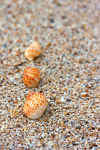 沙滩背景摄影照片_沙滩背景上的贝壳。