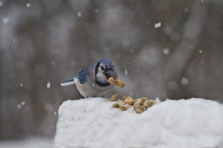 冠蓝鸦在暴风雪中吃花生