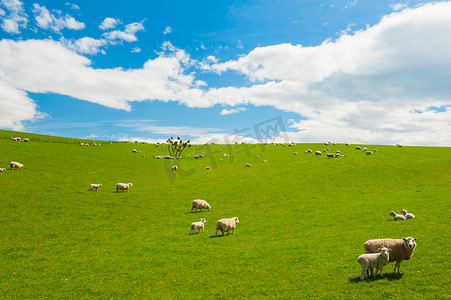 羊牧场摄影照片_羊在新西兰