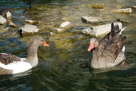 鸭子在人工湖里游泳