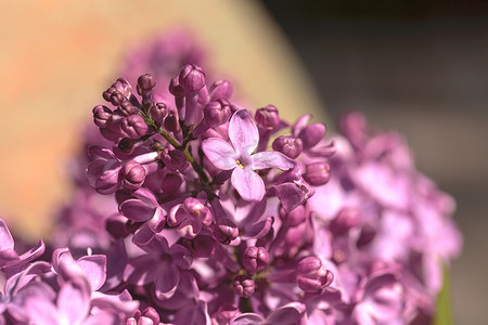 共同的淡紫色植物，丁香寻常