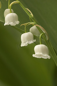 Lilly-of-the-Valley 关闭