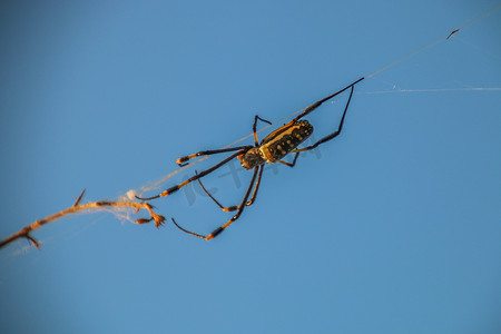 在 Selati 禁猎区的网中的雌性金球蛛。