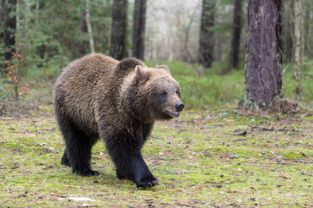 冬季森林中的棕熊 (Ursus arctos)