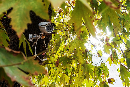 室外监控摄影照片_森林中树上的安全监控摄像头