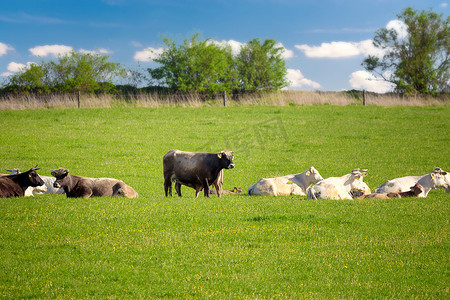 春天绿色田野里的牛群