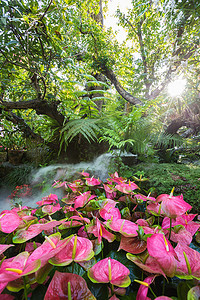 蕨类花摄影照片_泰国清莱大树下花园里美丽的春花