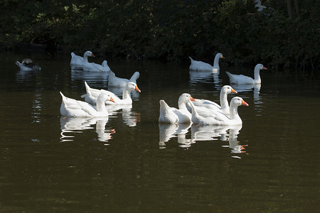 一群白色的大雁，游泳