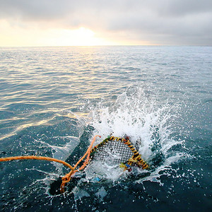鱼缸钓鱼摄影照片_黎明时分在海中飞溅的鱼缸