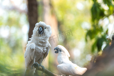 cacatua摄影照片_愤怒的白凤头鹦鹉，硫磺凤头鹦鹉 (Cacatua galerita