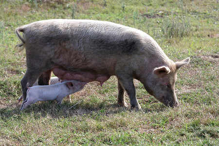母猪有两只小猪