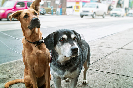 人行道上的两只狗
