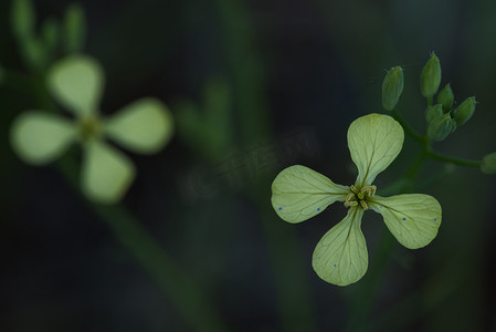 金花菜水芹百合摄影照片_冬水芹（Barbarea verna）