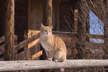 坐着的红虎斑猫