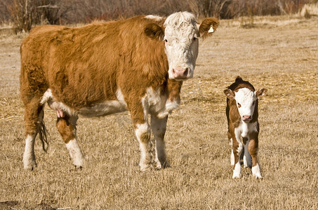 母牛和小牛摄影照片_母牛和小牛